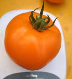 KELLOG'S BREAKFAST (OFERTA 300S)