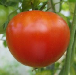 KUMA RED (NAȘA ROȘIE)