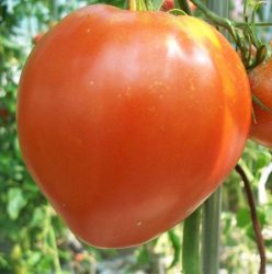 LACRIMILE FETEI/MOMINI SALZI (30s)