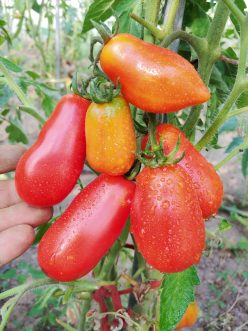 „„LADY'S FINGERS-DEGETELE DOAMNEI