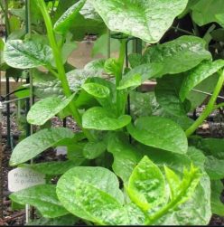 SPANAC URCĂTOR MALABAR ROUND LEAF 30s