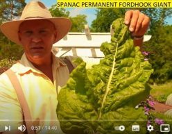 _SPANAC PERMANENT FORDHOOK GIANT