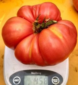 „„MARI DE CALAFAT (POIANA MARE)