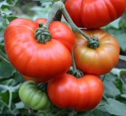 MARMANDE -FRATELLI INGEGNOLI