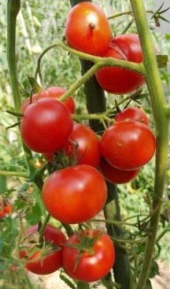 MULTE DE BUZĂU- 25s