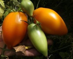 MELON (PEPENELE GALBEN)