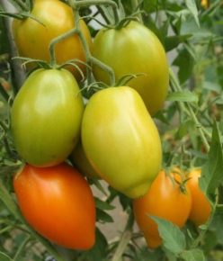 MELON (PEPENELE GALBEN) (Ofertă pret/G. 60-70%)