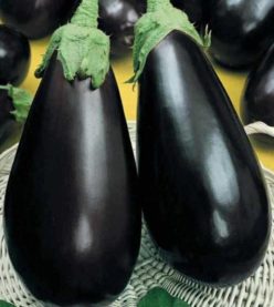 VINETE MIRVAL F1-VILMORIN (100s)