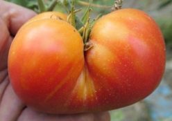 MYSTERY OF NATURE (Zagadka Prirody)