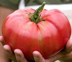 ”  MORTGAGE LIFTER