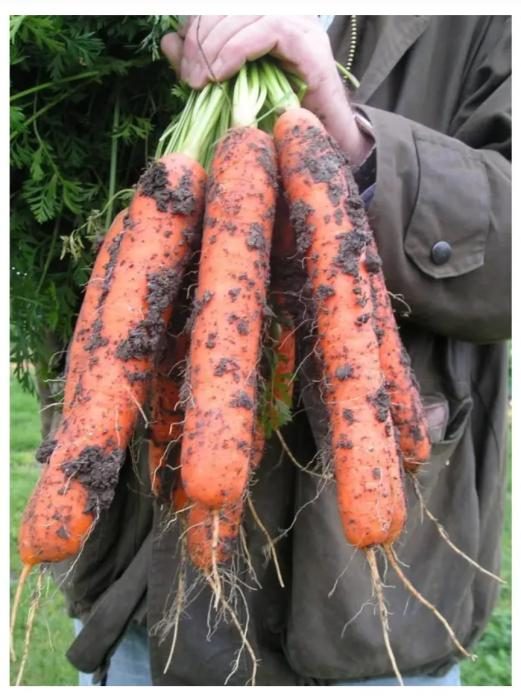 MORCOVI NANTES 5 SAMSON (Profesional) 10 g