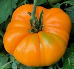 KENTUCKY BEEFSTEAK(Giant)