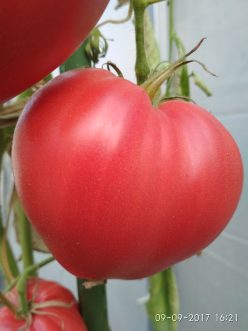 INIMĂ DE BOU NEO-OXHEART NEO