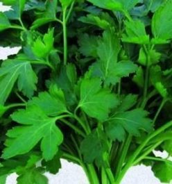 „PATRUNJEL DE FRUNZE GIGANTE DI NAPOLI