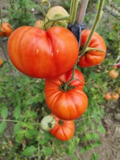 GIGANTE D`ABRUZZO (G.30-50%)