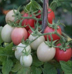 PINK THAI EGG /KANCHANABURI