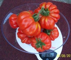 .PISANELLO DA BRUSCHETTA (Ofertă 120S)