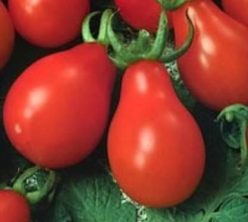 POIRE ROUGE CERISE (Soi de ghiveci)