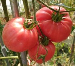 PONDEROSA PINK  (Giant)