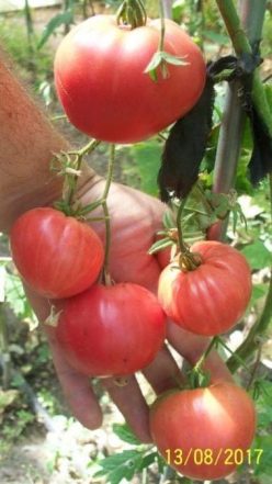 PONDEROSA PINK (Giant) (Ofertă pret/G. 60-70%)