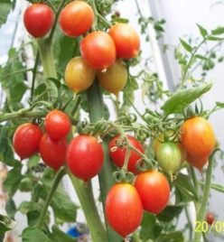 CHERRY PRINCIPE BORGHESE (Ofertă pret/G. 60-70%)