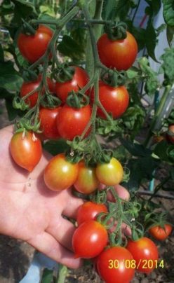 CHERRY KNYAZ BOURGEOIS