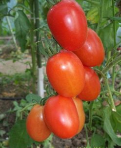 PRUNISOARE DE SUCEAVA .