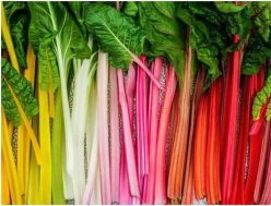 „„SPANAC PERMANENT RAINBOW MIX (100s)