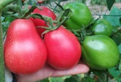 ROSE PEAR (PARA ROZ)/GRUSA ROZOVAYA