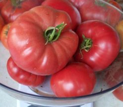 VISUL ROZ /ROZOV BLYAN/PINK DREAM(GIGANT) 30S