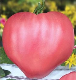 ROZOV DAR (GIGANT)-FLORIAN. 25s