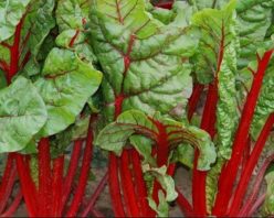 SPANAC PERMANENT RUBY RED-RHUBARB