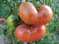 „„RUSSIAN HERO (24s)