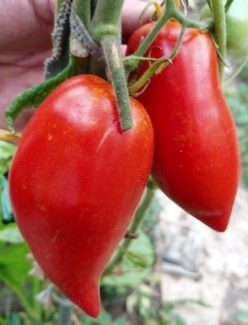 „„RUSSIAN PEPPER