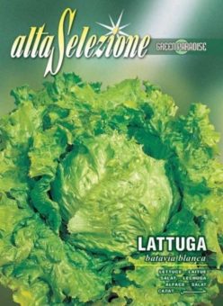 „SALATĂ BATAVIA BLANCA