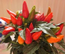 ARDEI IUTE SALSA RED (20s)