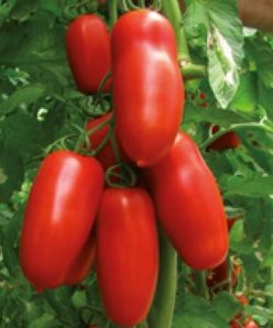 __SAN MARZANO 2