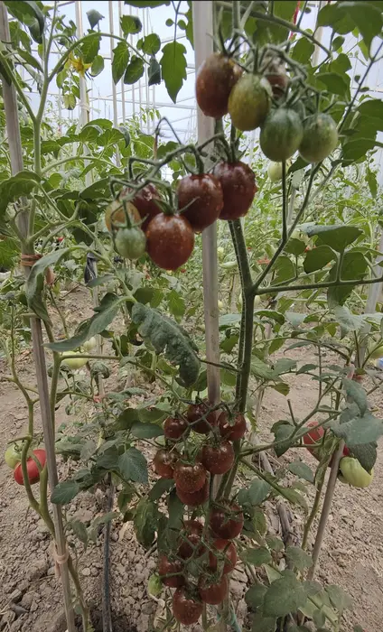 CHERRY SANDY BELLE-BLACK PLUM CHERRY (Soi si de ghiveci). (Ofertă pret/G. 80-95%) - imagine 6