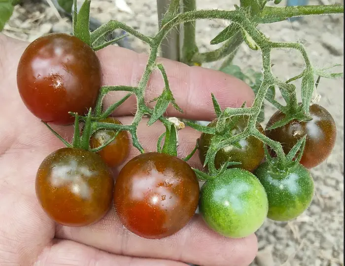 CHERRY SANDY BELLE-BLACK PLUM CHERRY (Soi si de ghiveci). (Ofertă pret/G. 80-95%) - imagine 4