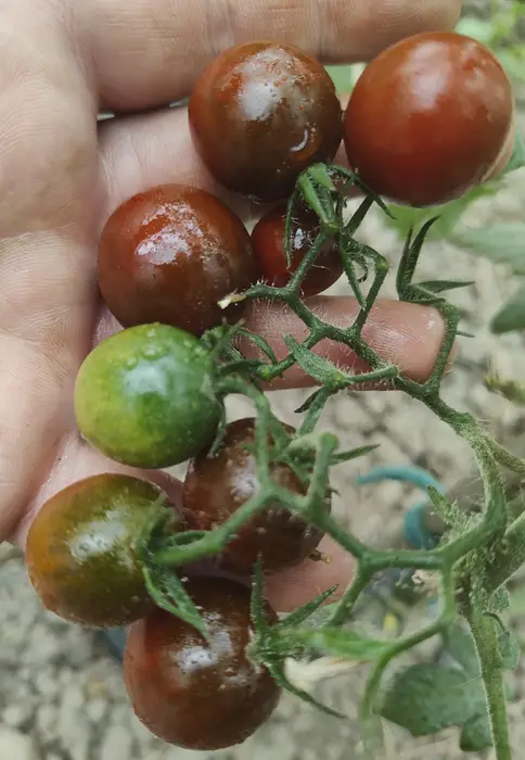 CHERRY SANDY BELLE-BLACK PLUM CHERRY (Soi si de ghiveci). (Ofertă pret/G. 80-95%) - imagine 3