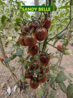 CHERRY SANDY BELLE-BLACK PLUM CHERRY (Soi si de ghiveci).