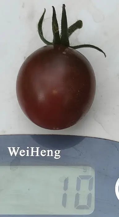 CHERRY SANDY BELLE-BLACK PLUM CHERRY (Soi si de ghiveci). (Ofertă pret/G. 80-95%) - imagine 5