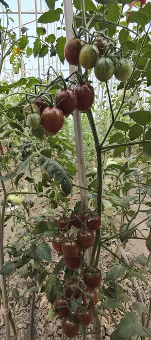 CHERRY SANDY BELLE-BLACK PLUM CHERRY (Soi si de ghiveci). (Ofertă pret/G. 80-95%) - imagine 2