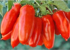 SAN MARZANO NANO