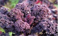 .VARZĂ KALE SCARLET