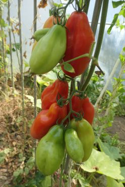SAN MARZANO GIGANTE-SCATOLONE