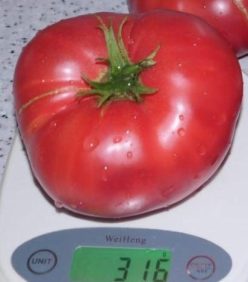 SIBERIAN GIANT /Sibirsky Gigant,