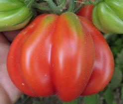 ”SICILIAN SAUCER-PERA