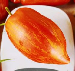 .SPECKLED ROMAN /ROMANO MACCHIATO