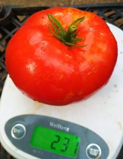 „„SPRINT TIMER -(DAKOTA DE NORD) - imagine 8